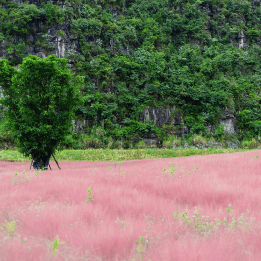 Muhlenbergia sp P14 - Iarbă ornamentală de Texas