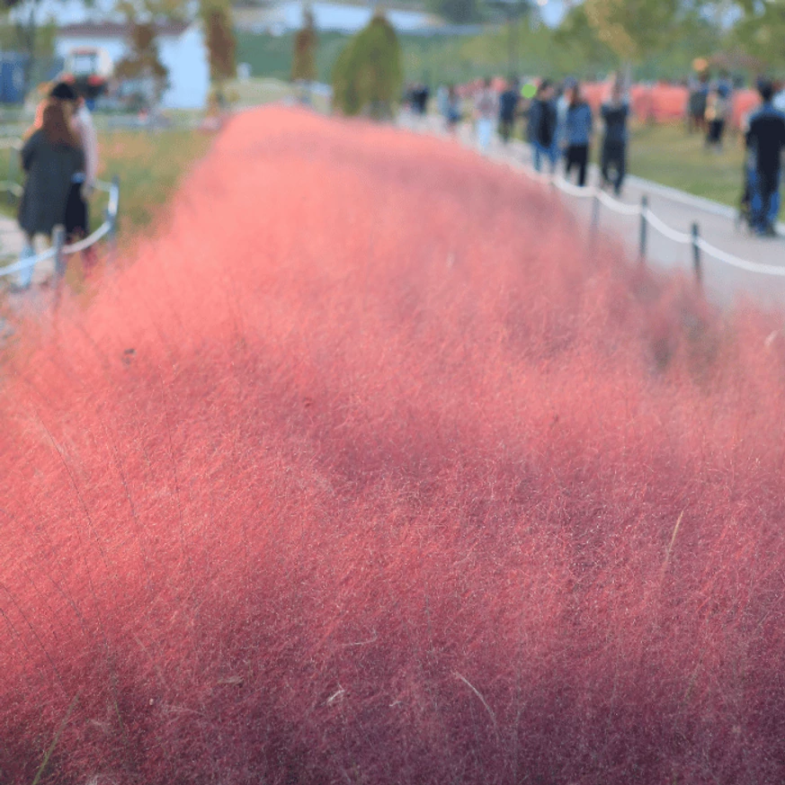 Muhlenbergia sp P14 - Iarbă ornamentală de Texas