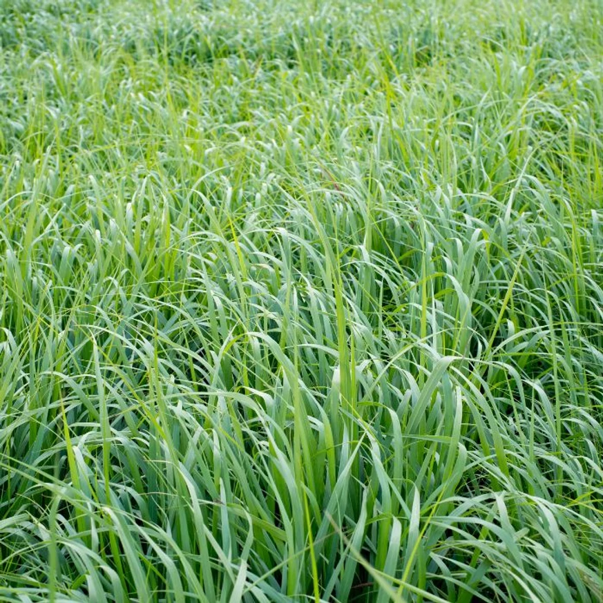 Cu Panicum virgatum Northwind poate crea poți crea o pată de culoare verde dacă o plantezi în grupuri. 