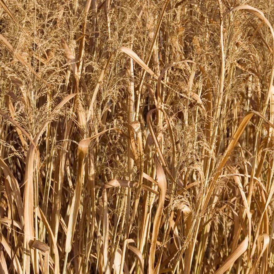 Culoarea de toamnă a ierbii ornamnetale Panicum virgatum Northwind.