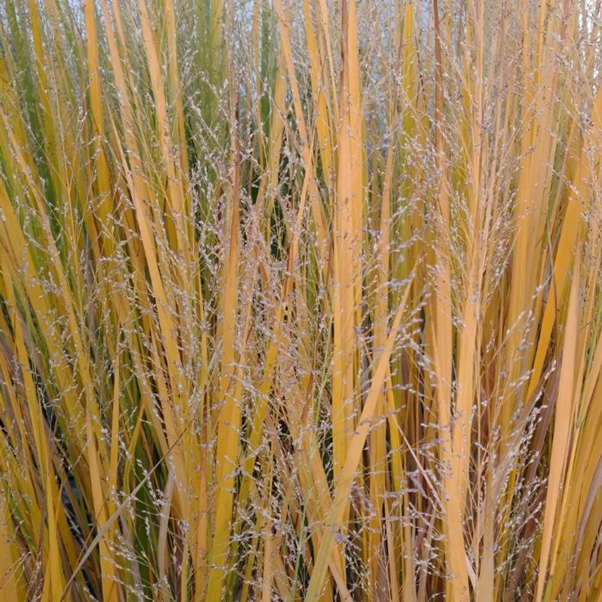 Panicum virgatum Northwind capătă o nuanță minunată toamna. 