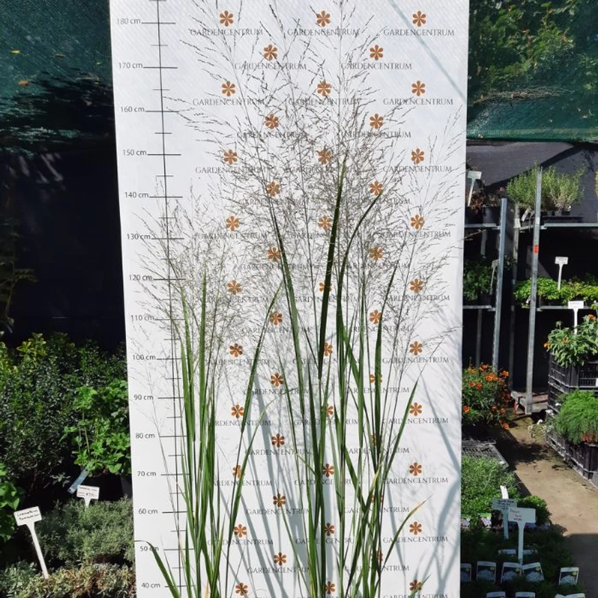 Panicum virgatum la începutul toamnei în pepiniera noastră. 