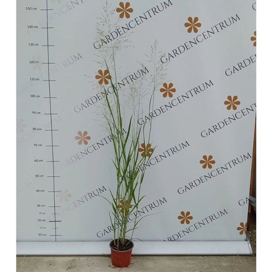 Panicum virgatum Heavy Metal în pepiniera noastră în luna august. 