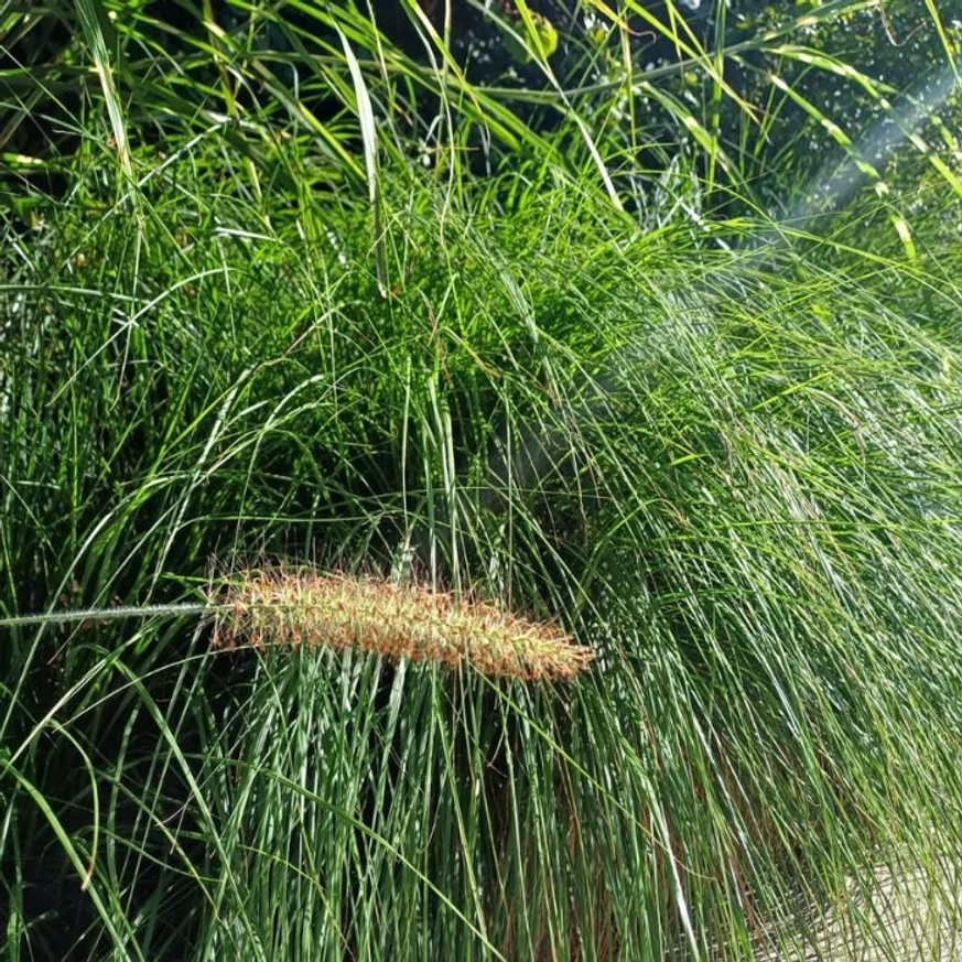 Inflorescența și frunzișul plantei Pennisetum alopecuroides în luna august.