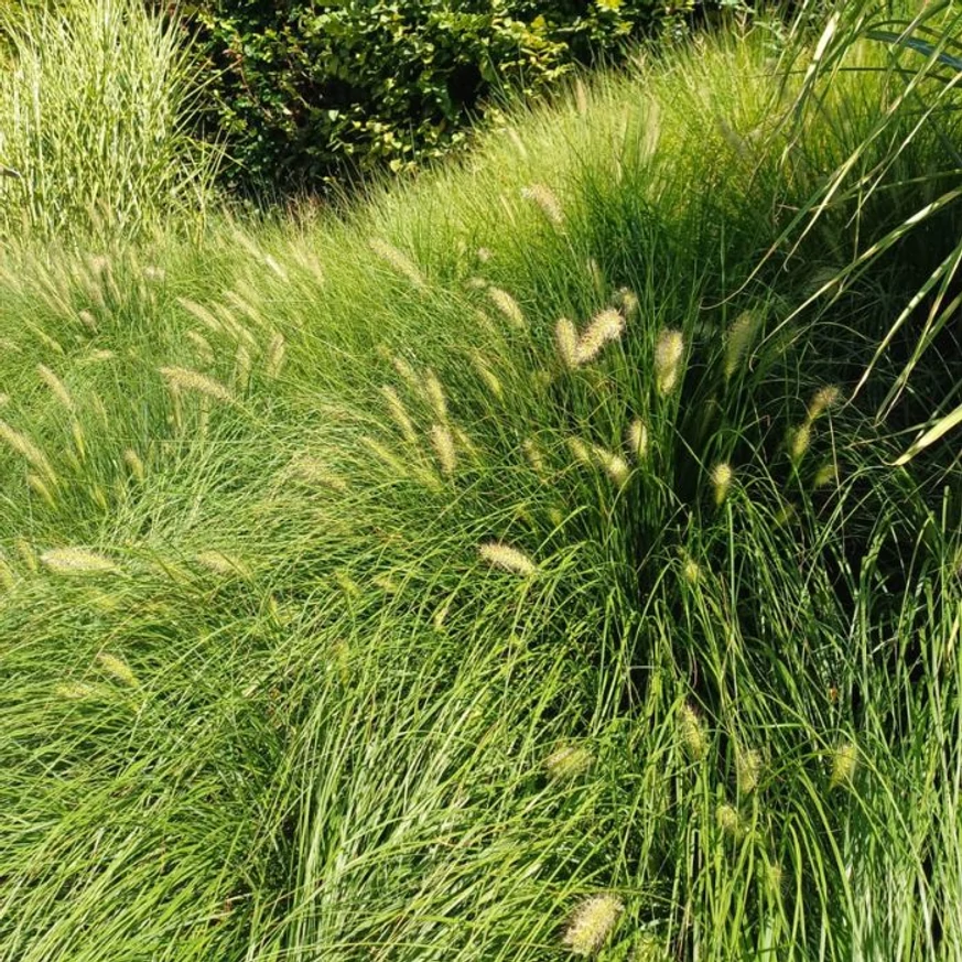 Pennisetum alopecuroides - Iarbă chinezească