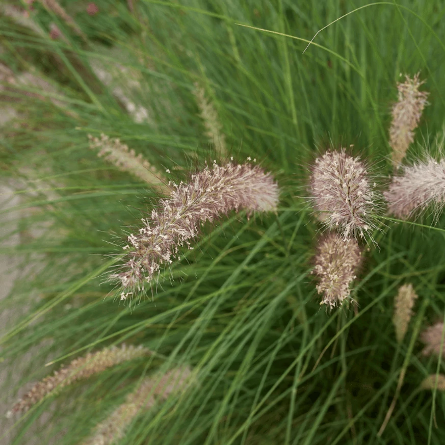 Pennisetum alopecuroides - Iarbă chinezească