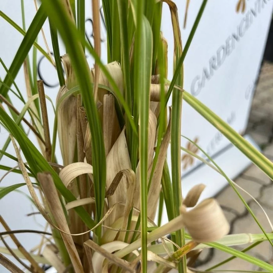 Cortaderia selloana - Iarbă de pampas roz