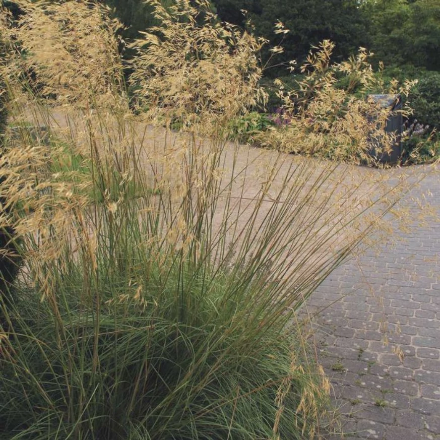 Stipa gigantea