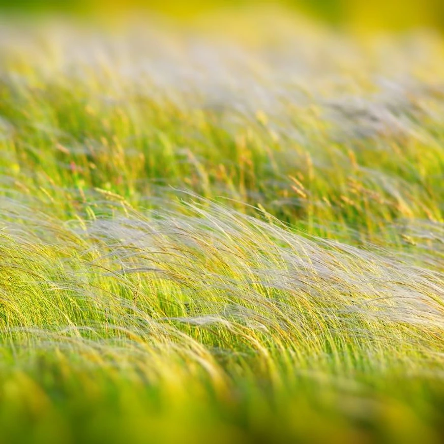 Mulțimea ierbii ornamentale Stipa Pony Tails. 