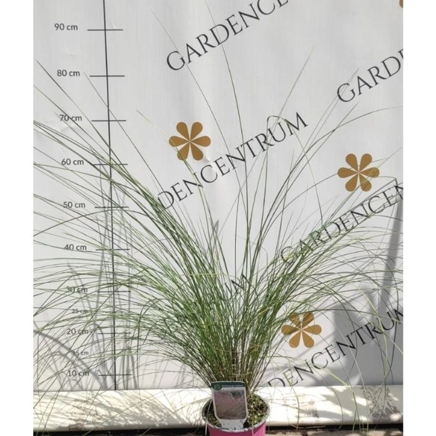 Muhlenbergia sp P14 - Iarbă ornamentală de Texas