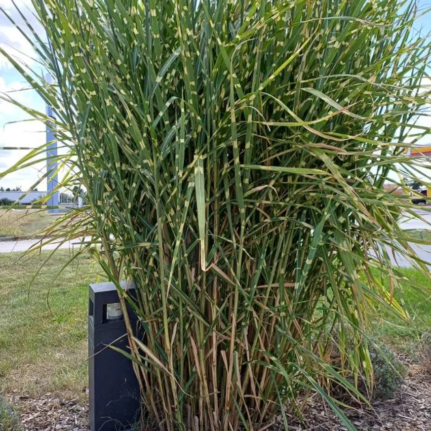 Frunzele deosebite ale ierbii ornamentale Miscanthus sinensis Zebrinus Strictus.