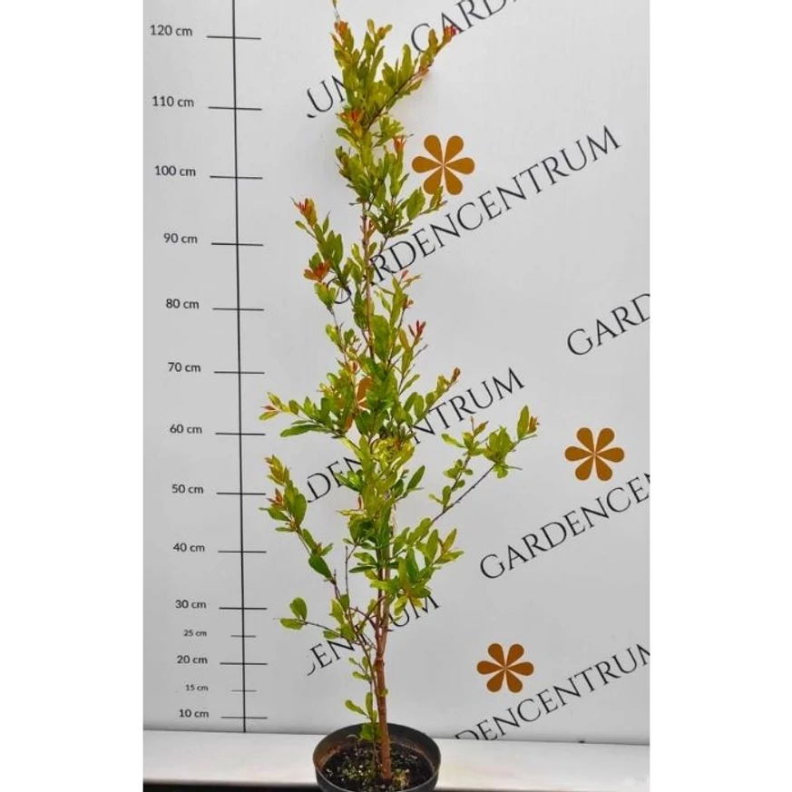 Punica granatum Legrelliae în luna mai în pepiniera noastră.