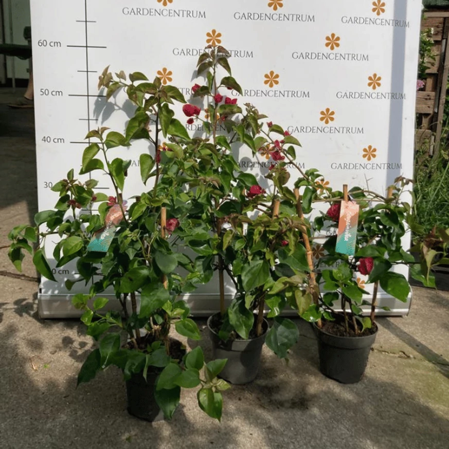 Bougainvillea mic în pepiniera noastră, în luna iunie la începutul înfloririi. 