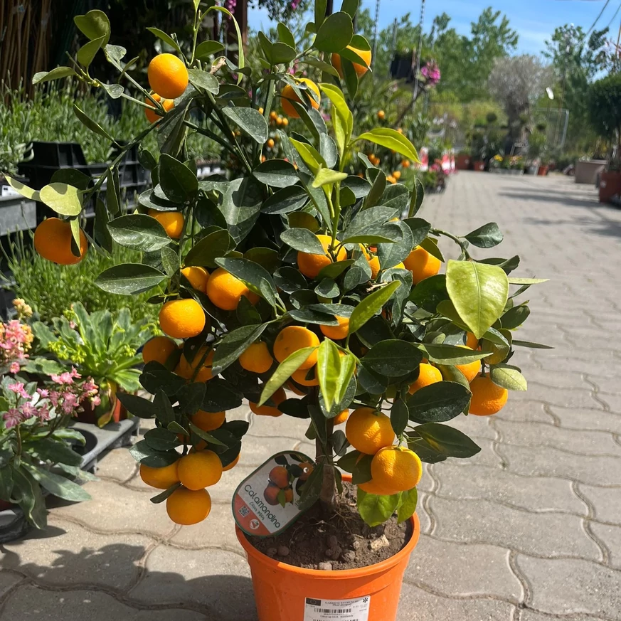 Mandarine sănătoase în pepiniera noastră. 