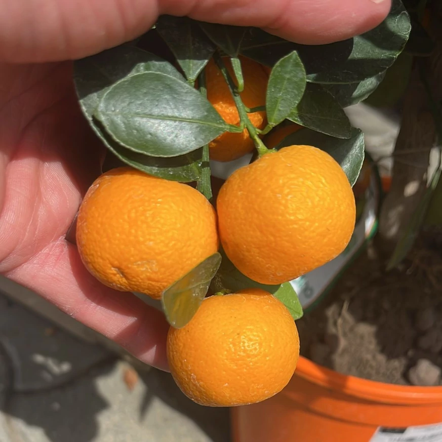 Mandarine în pepiniera noastră.