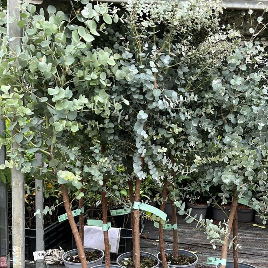 Eucalyptus gunnii la începutul lunii septembrie. 