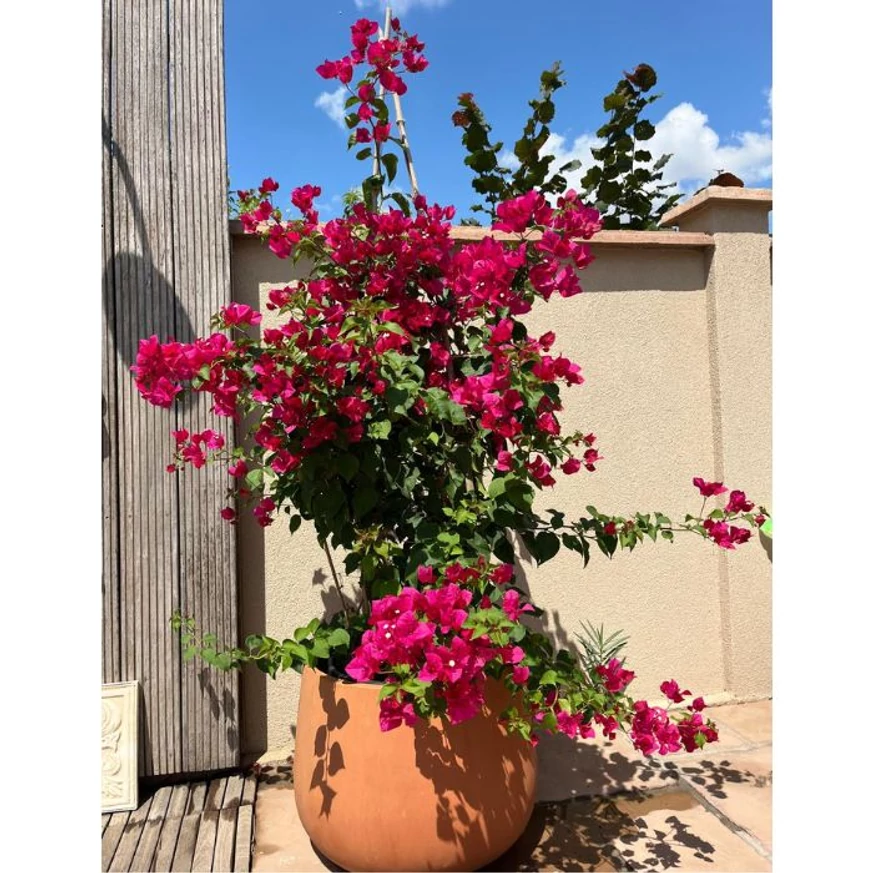 Floare de hârtie plantată într-un ghiveci mare.