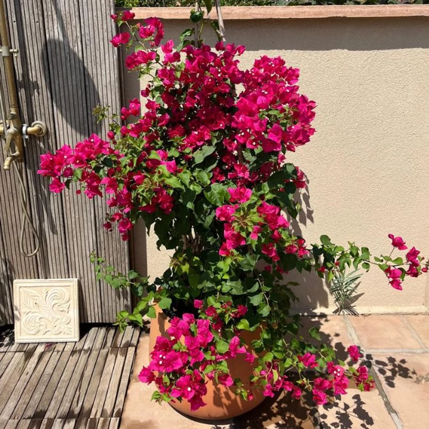 Bougainvillea aduce o atmosferă mediteraneană în grădină.