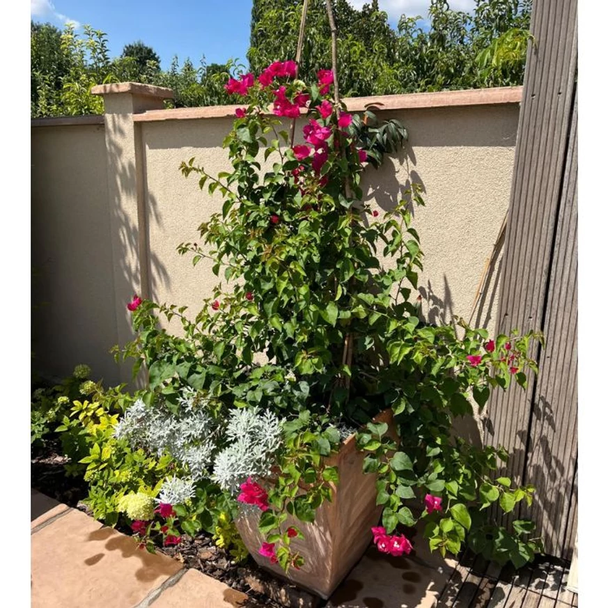 Asocierea plantelor în ghiveci cu Bougainvillea.