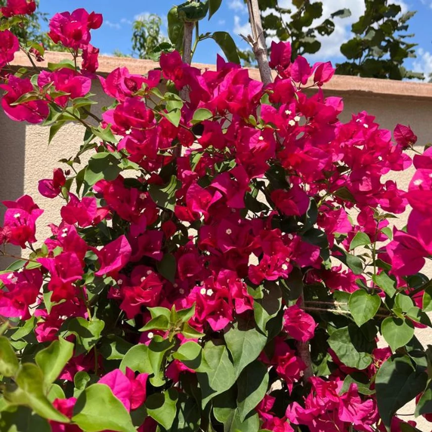 Flori de Bougainvillea la sfârșitul lunii iulie.