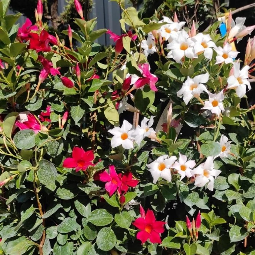 Mandevilla bine dezvoltată, disponibilă în culori mixte.