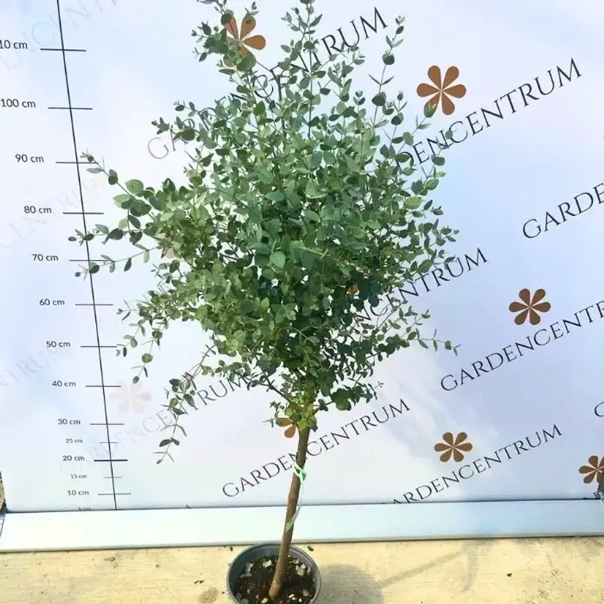 Eucalipt crescut pe un trunchi mic, în pepiniera noastră la începutul toamnei. 