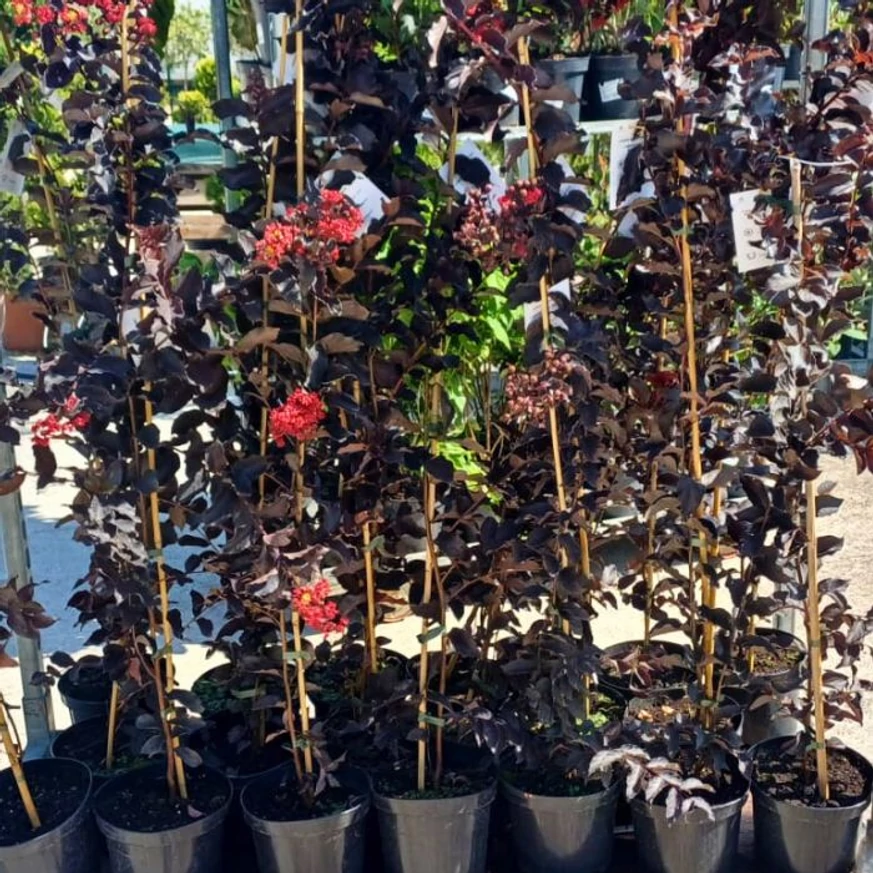 Aspectul stocului nostru sănătos de Lagerstroemia înflorită.