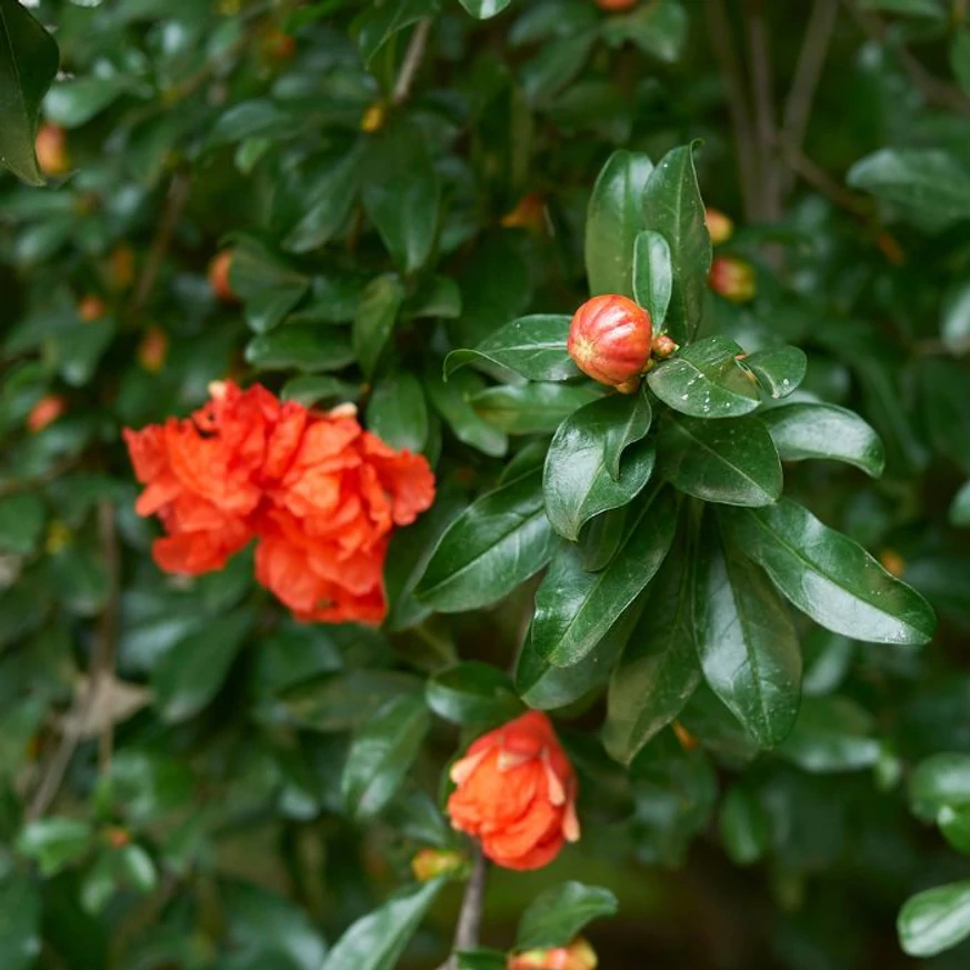 Punica granatum Maxima Rubra la începutul înfloririi. 