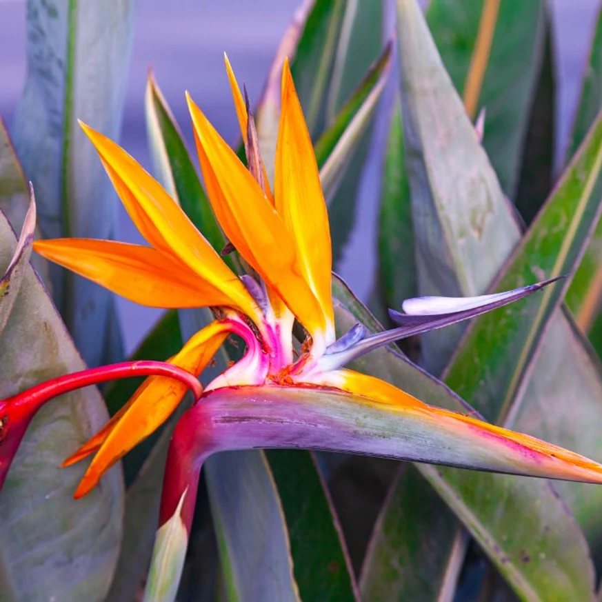 Floarea deosebită a plantei Strelitzia reginae.