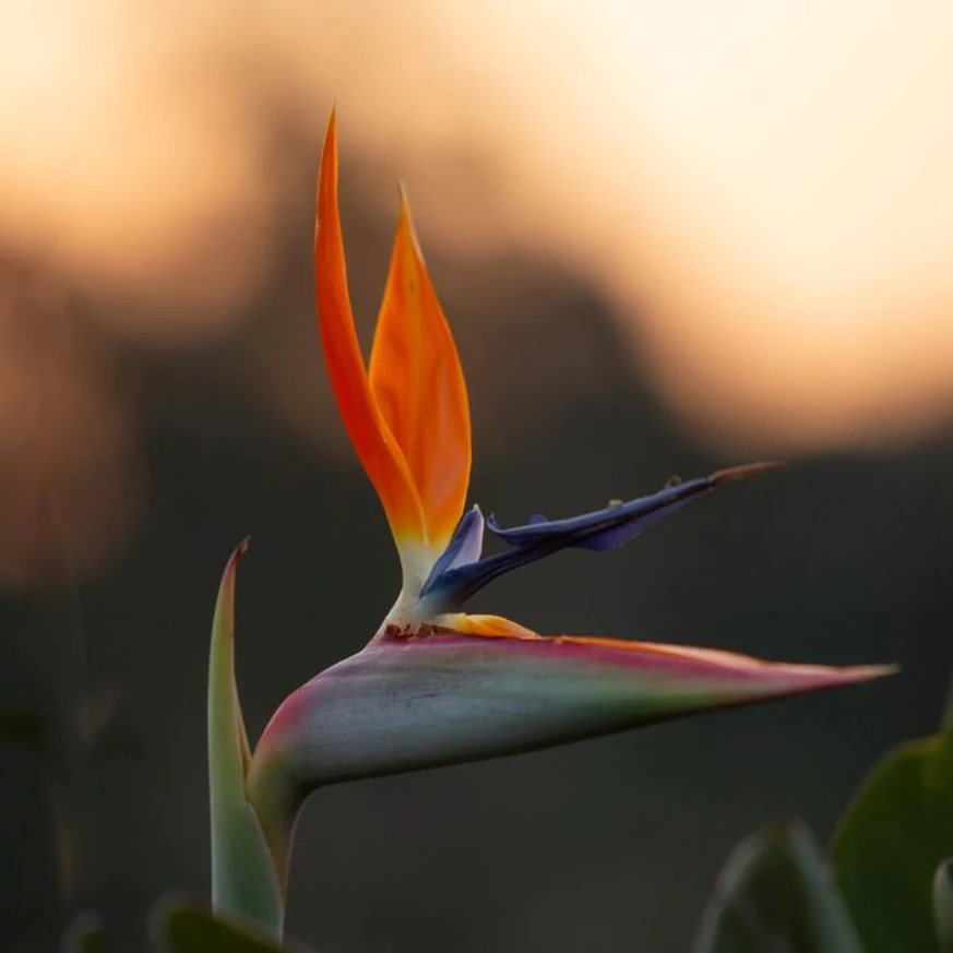 Strelitzia reginae la apus de soare. 