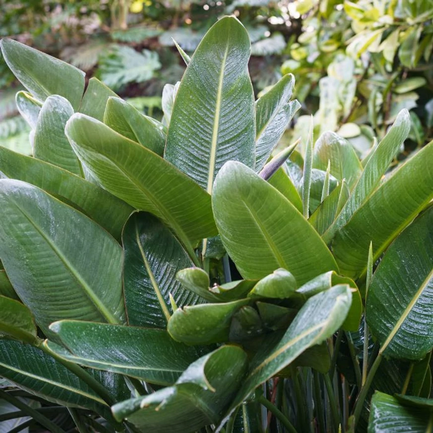 Frunzele mari ale plantei Strelitzia reginae. 