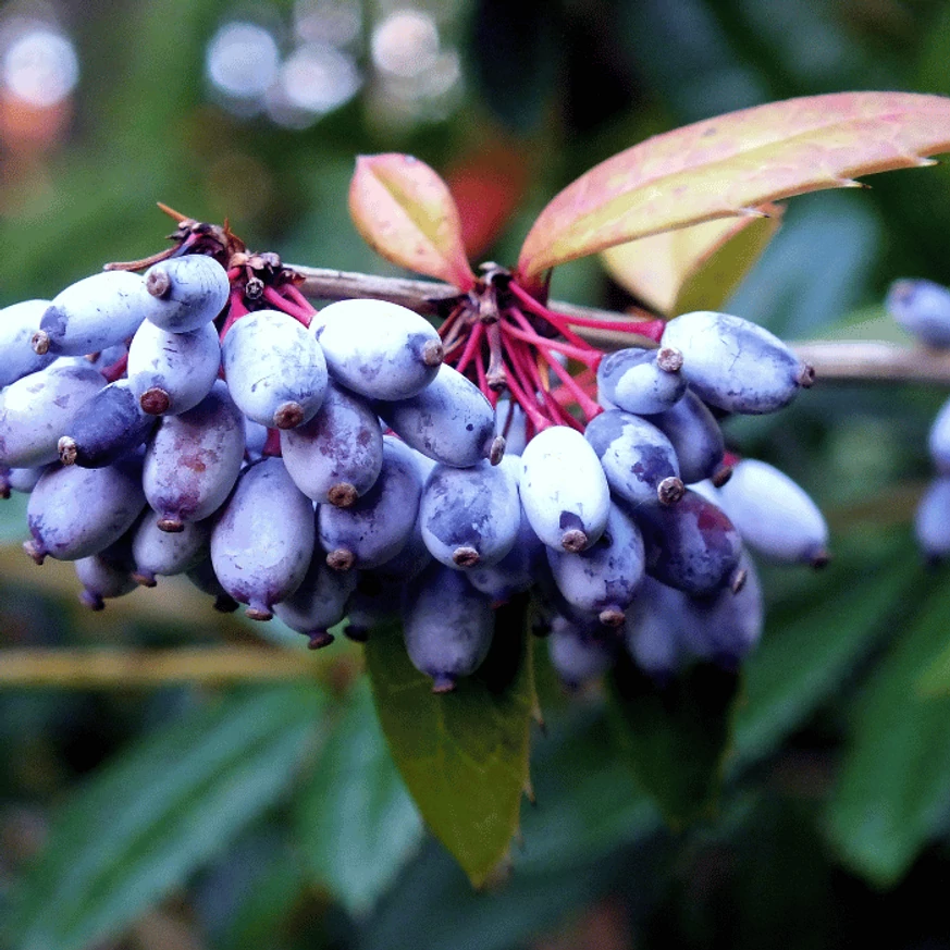 Fructele albastre ale Berberis julianae.