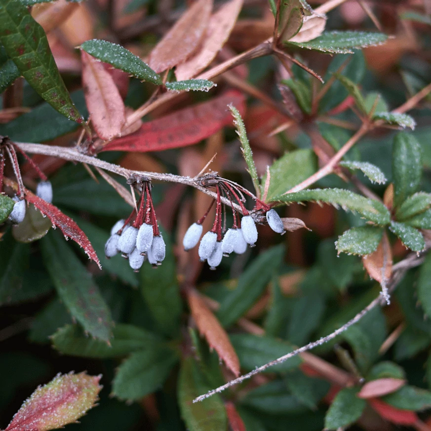 Berberis julianae în perioada de coacere a fructelor. 