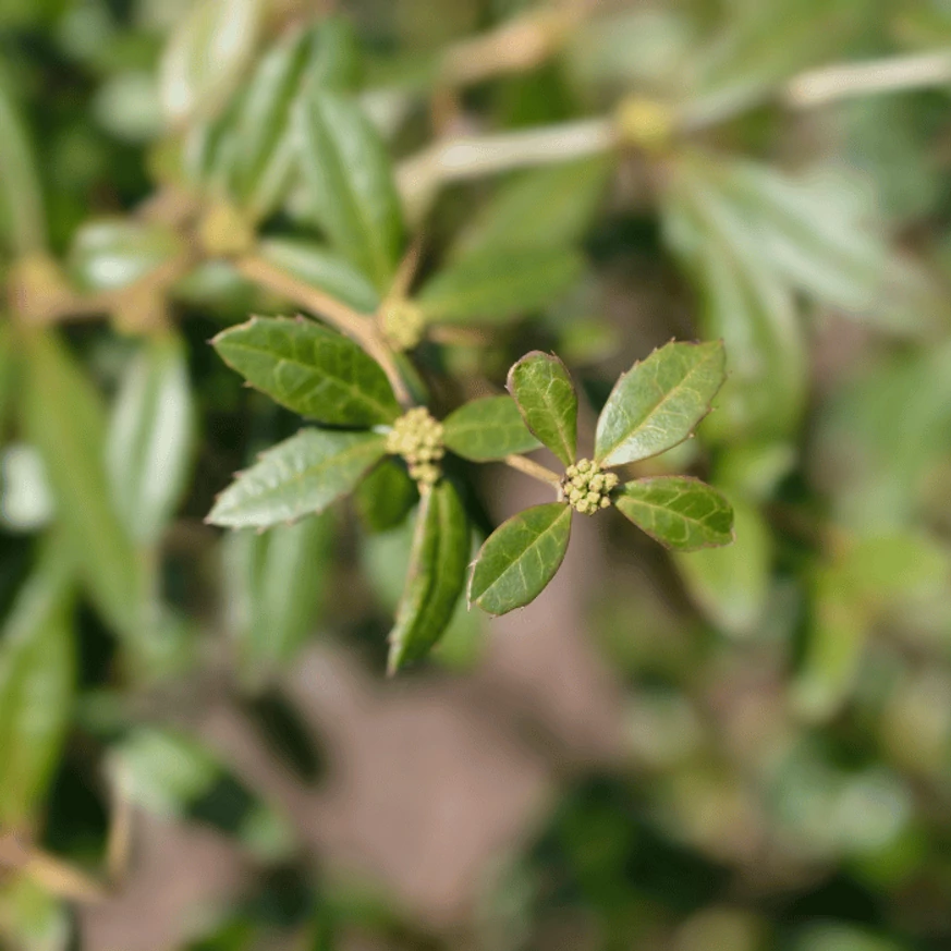 Frunzele verzi, strălucitoare ale Berberis julianae.