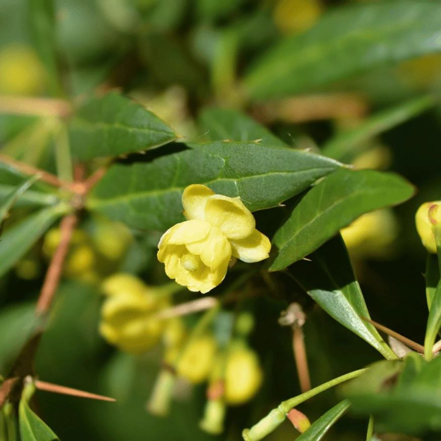 Florile de Berberis julianae sunt galbene, mici. 