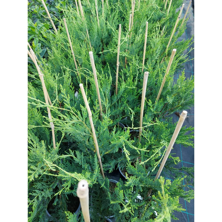 Cupressocyparis x leylandii este o plantă rezistentă la boli. 