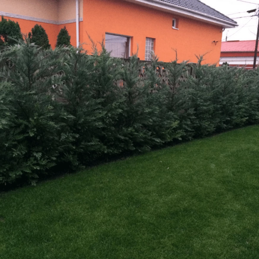 Gard viu din Cupressocyparis leylandii, la 3 ani după plantare.
