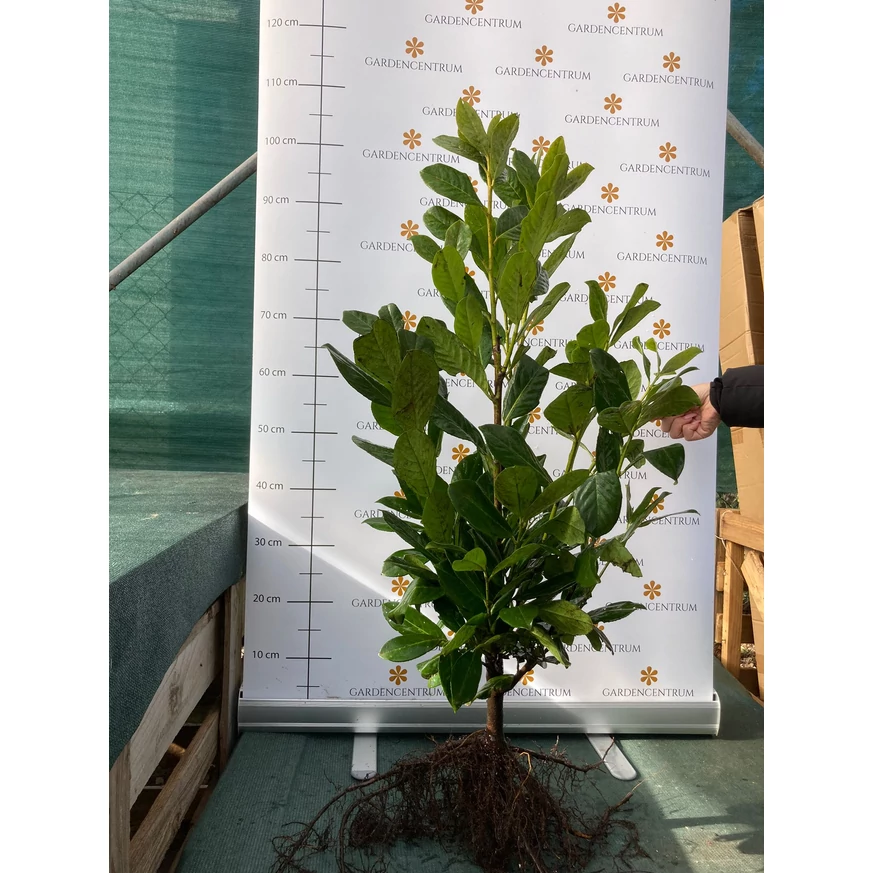 Prunus laurocerasus Novita sănătos, multi-ramificat. 