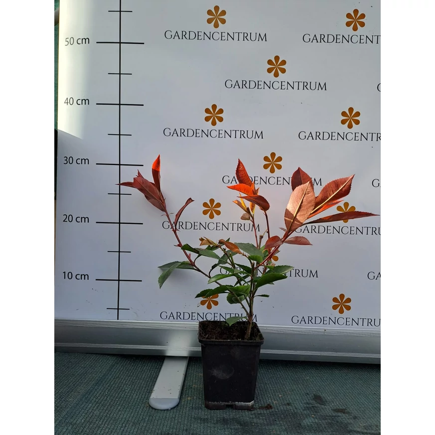 Photinia x fraserii Red Robin puternică, sănătoasă la ghiveci. 