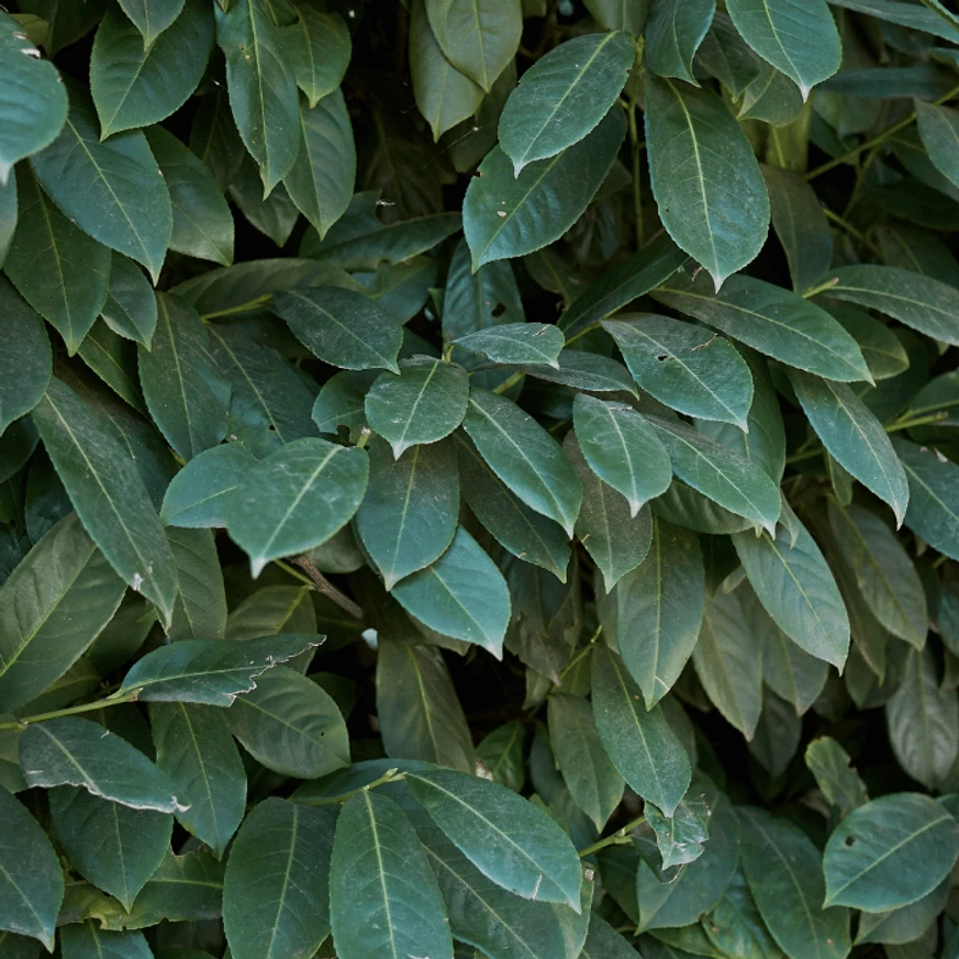 Frunzișul verde al laurului englezesc Genolia. 