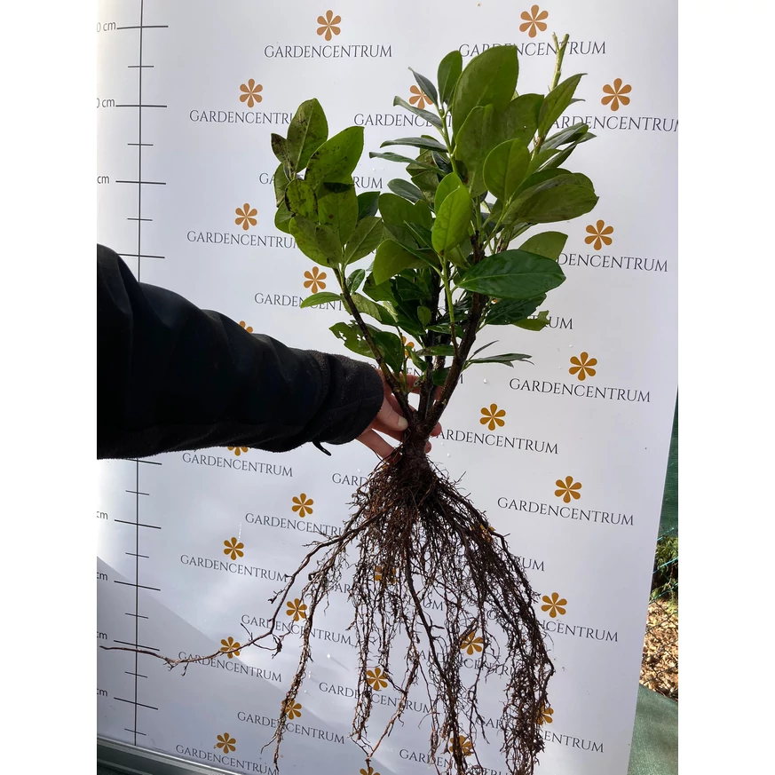 P laurocerasus Novita - Laur englezesc cu rădăcină liberă - 10 buc