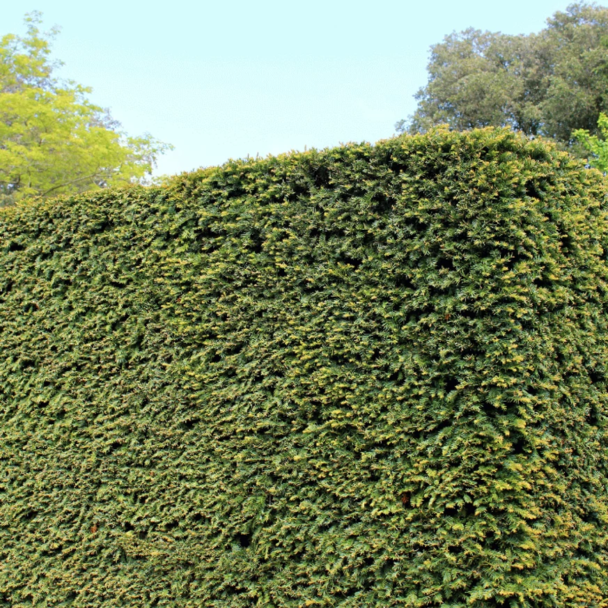 Taxus baccata K5 - Tisa