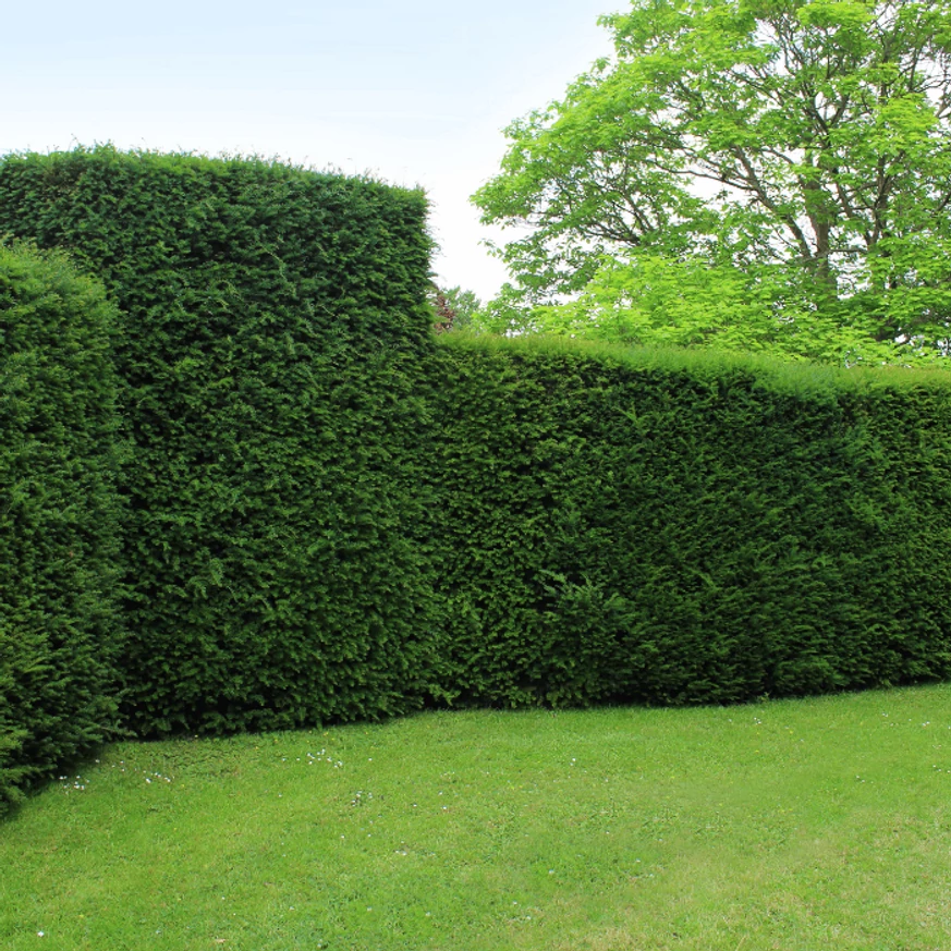 Taxus baccata K5 - Tisa