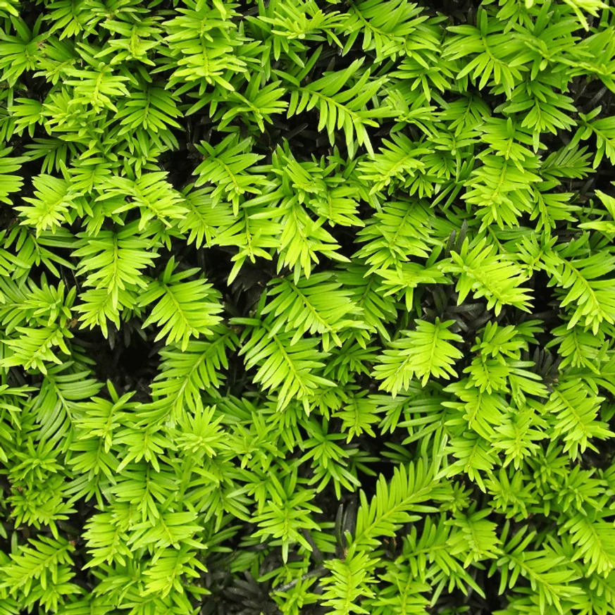 Taxus baccata K5 - Tisa