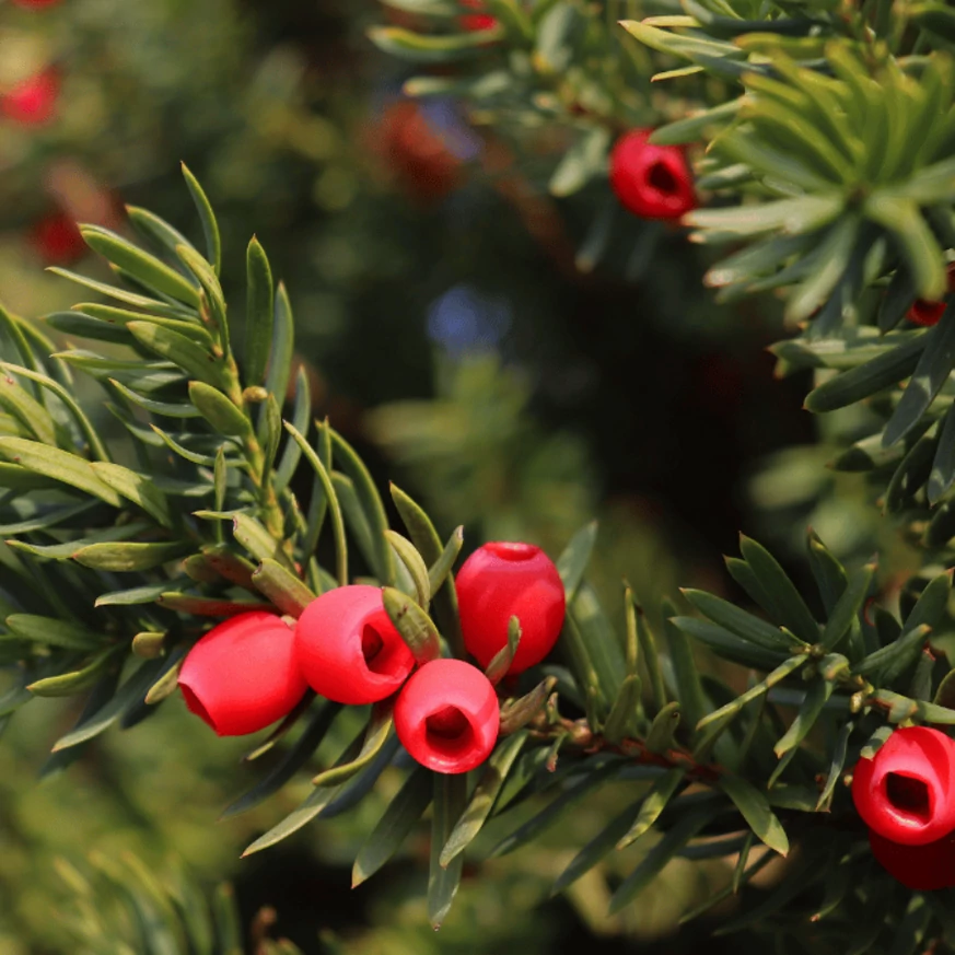 Taxus baccata K5 - Tisa