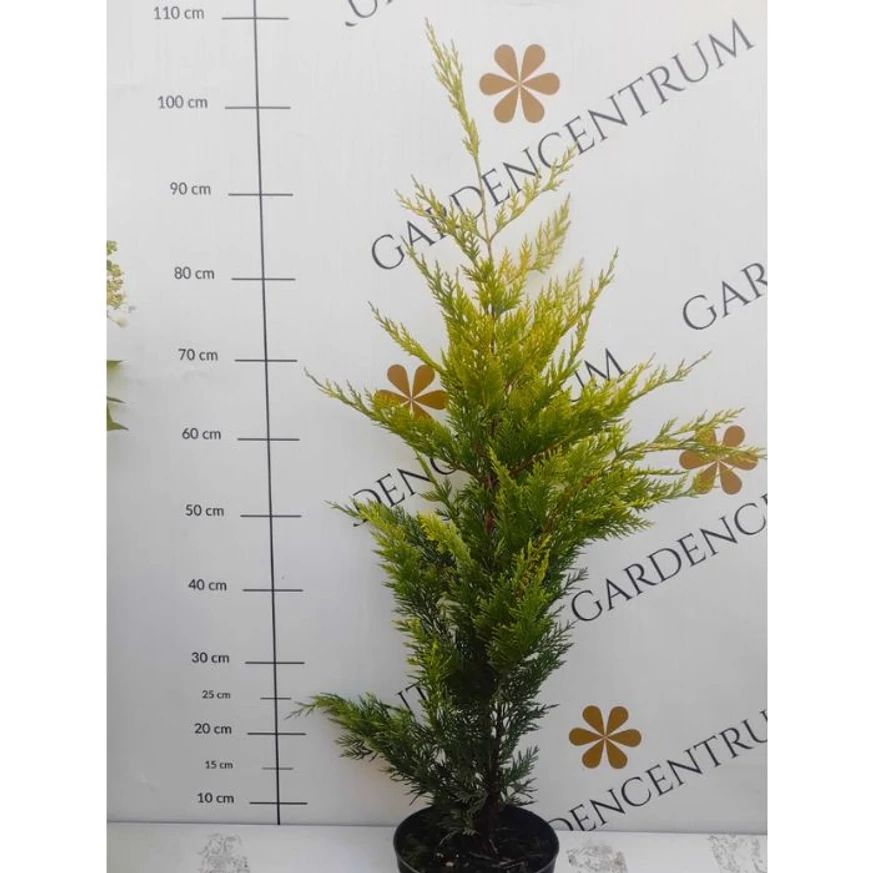 Cupressocyparis x leylandii Gold Rider - Chiparos Leylandii auriu