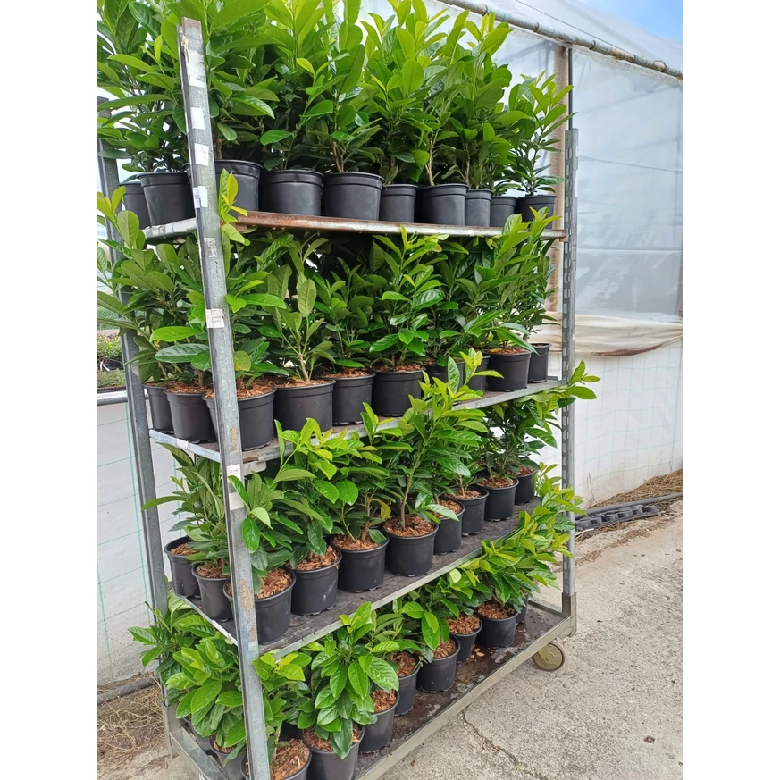Laur englezesc de la producător, Gardencentrum.net