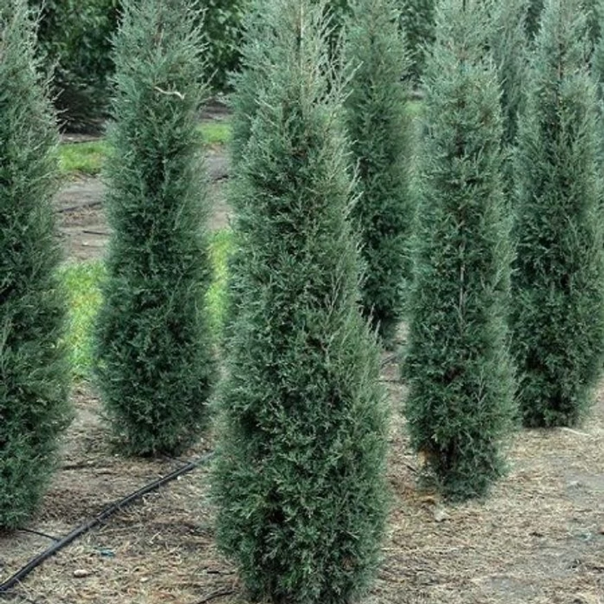 Aspectul chiparosului Leylandii argintiu Haggerston Grey.