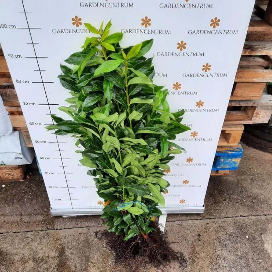 Laur englezesc columnar cu rădăcină liberă la Gardencentrum. 