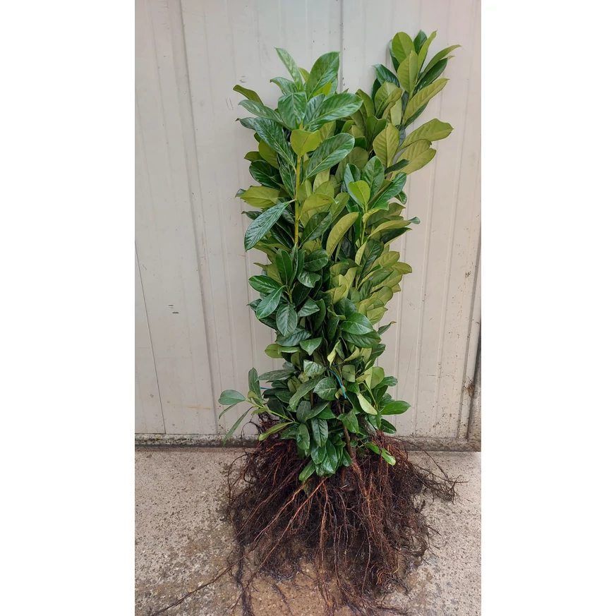 Din prunus laurocerasus Novita cu rădăcini libere vom avea un gard viu închis în 2-3 ani. 